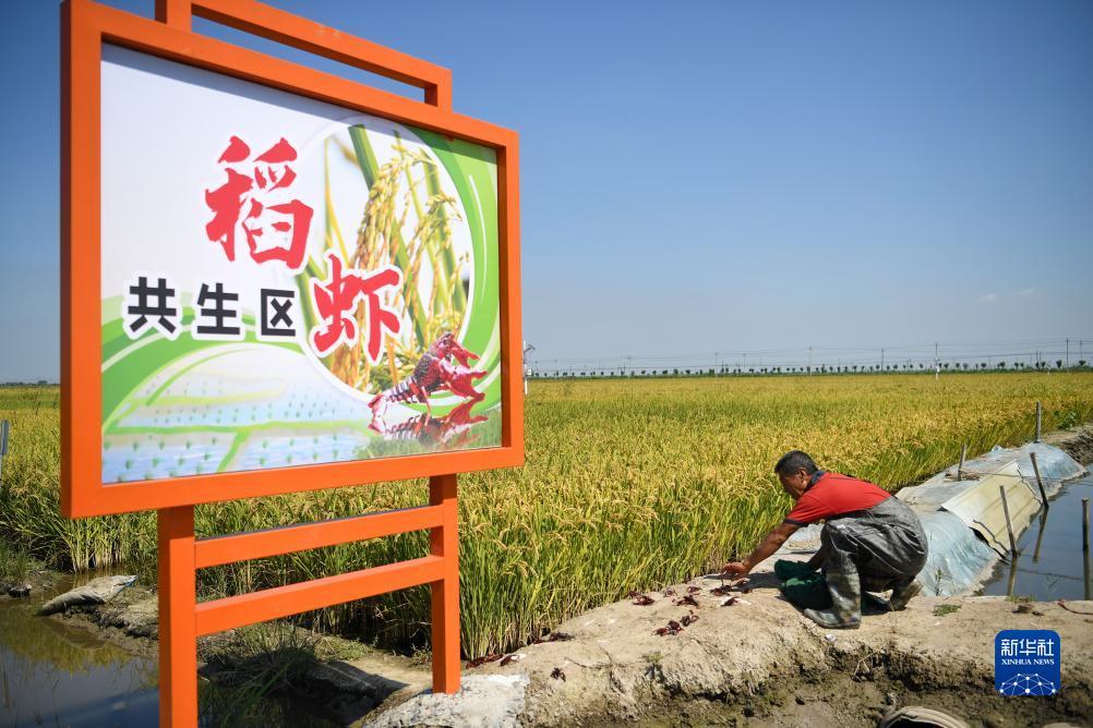 姚记大神捕鱼网页版